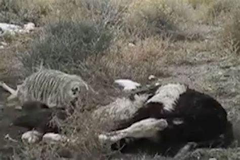Badger Filmed Burying Entire Cow Carcass In Elaborate Entombment Over