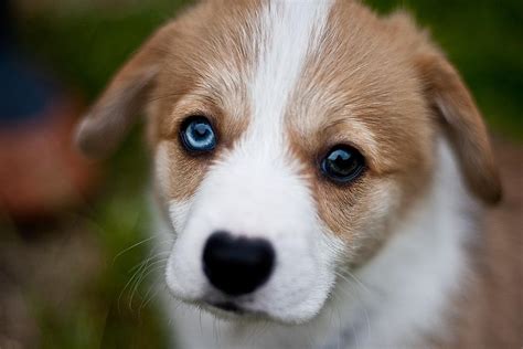 Razas De Perros Con Ojos De Dos Colores