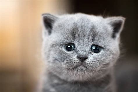 50 Gray Kitten Crying Stock Photos Pictures And Royalty Free Images