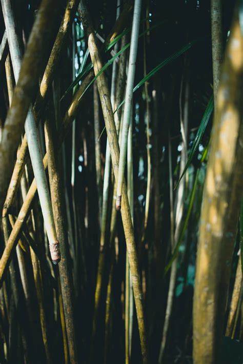 100 Bamboo Pictures Download Free Images And Stock Photos On Unsplash