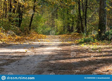 A Dirt Road Passes Through The Autumn Forest Colorful Trees In The