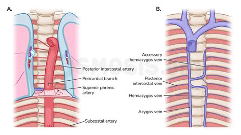 Anatomy Of The Inferior Mediastinum Osmosis