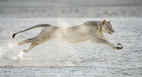 Lioness Kgalagadi Transfrontier Park Botswana Photographer Morkel