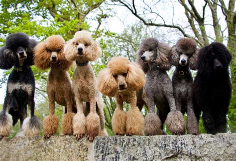 What Colors Do Standard Poodles Come In
