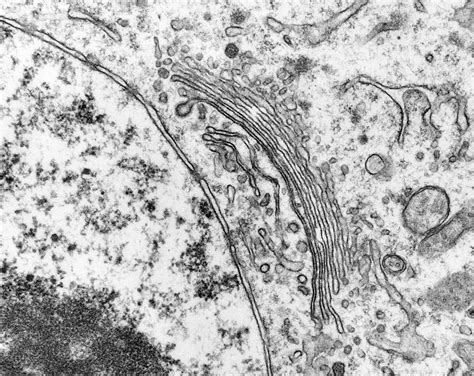 Golgi Apparatus And Nucleus Photograph By Dennis Kunkel Microscopy