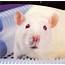 Did You Know Can Make Enough Money From Albino Rat Breeding 