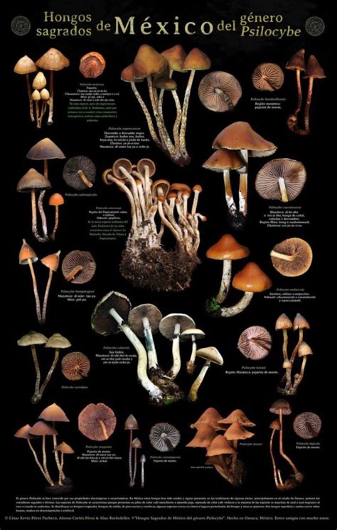 Visual Magic Mushrooms Of Mexico Psilocybe Genre Infographictv