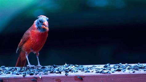 The Bald Truth Cardinal Molting Unveiled Freebirders