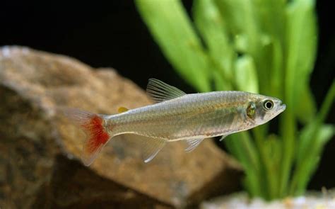 Bloodfin Tetra Aphyocharax Anisitsi Ultimate Care Guide Fish
