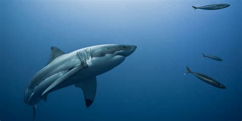 Not So Scary After All Shark Facts You Might Not Know • The National