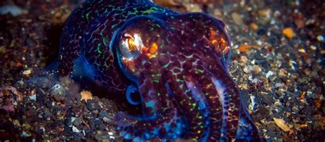 The Thai Bobtail Squid The Worlds Smallest Critter Science