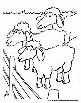 Coloring Herd Sheep Designlooter 76kb 1800 sketch template
