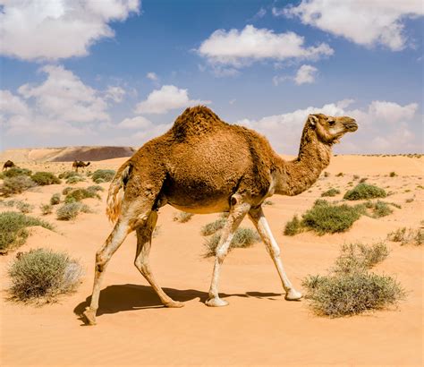 Arabian Peninsula Desert With Camels