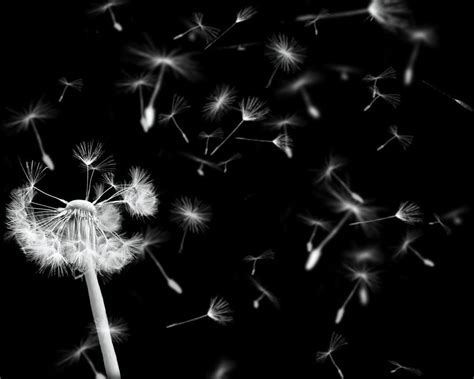 Dandelion Images Wallpapers 34 Wallpapers Adorable