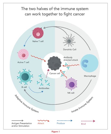 Immunotherapy Knocking Out Cancer With A One Two Punch Drug