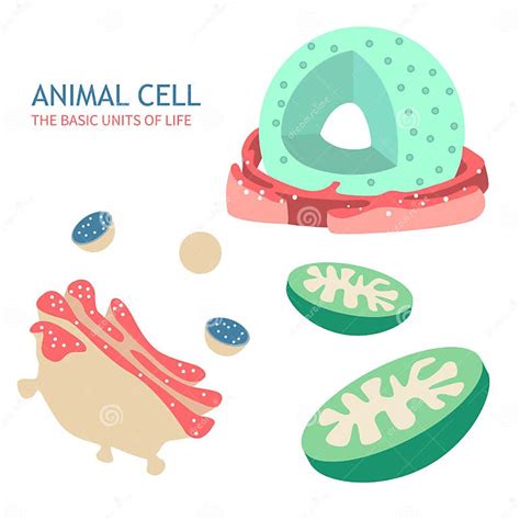 Animal Cell Anatomy Stock Vector Illustration Of Layer 92377794