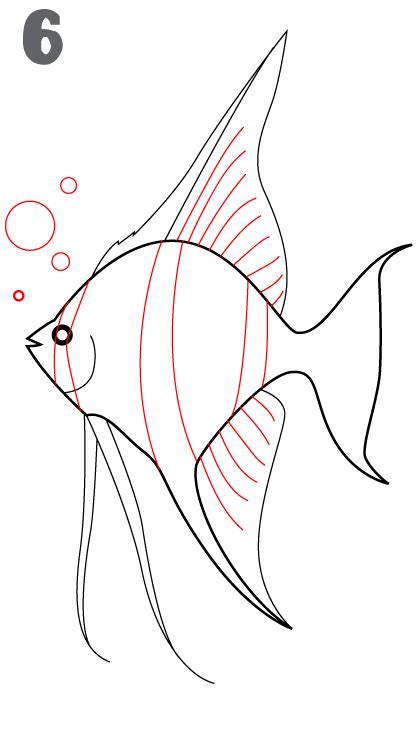 How To Draw An Angelfish Step By Step