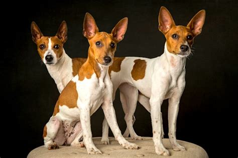 5 Things To Know About Rat Terriers Petful