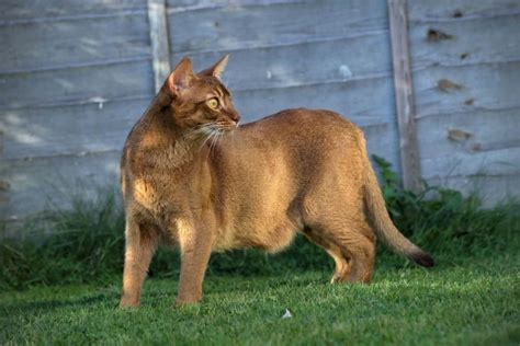 Exotic Breeds Of House Cat