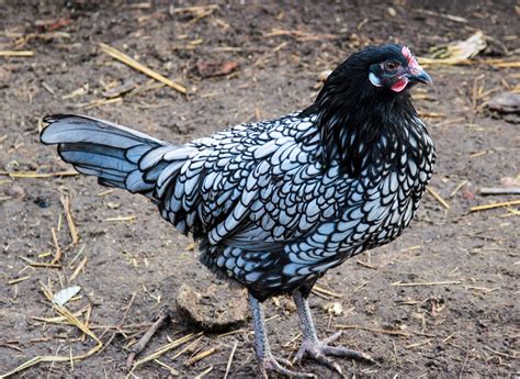 Best Breeds For Egg Laying About Chickens Chickens