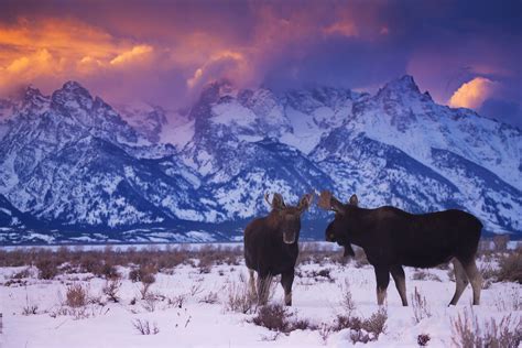10 Reasons To Visit Yellowstone National Park In Winter Natures Gateway