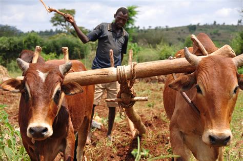 Wondimus Blog Standing Up For Ethiopian Farmers