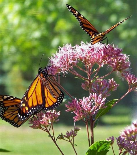 49 Inspiring Butterfly Garden Design Ideas Design In 2020 Butterfly
