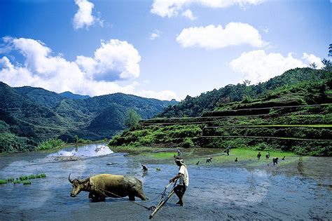 Carabao Photograph By George Cabig Pixels