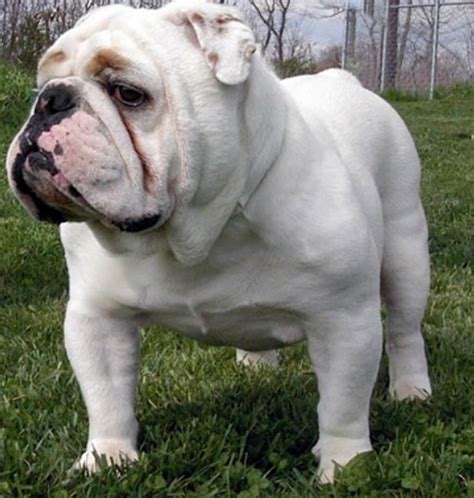 There are currently no lba approved breeders or kennels. English Bulldog Puppies for Sale Near Me | English Bulldog ...