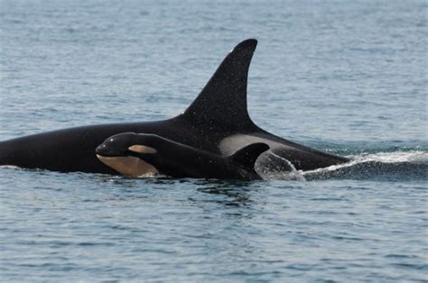 Orca Baby Boom Bc News