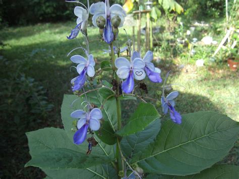 Clerodendrum Ugandenseplant Blue Butterfly Shaped Flower Rare Plants