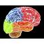 Human Brain Anatomy Photograph By Alfred Pasieka/science Photo Library