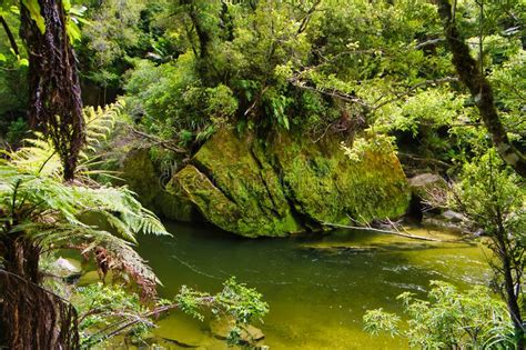 The Pororari River Flowing Through Dense Rainforest New Zealand Stock