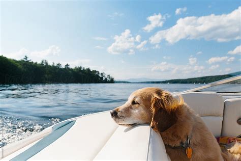 Labrador Retriever Dog On Boat At Lake Vacation In New Hampshire Del