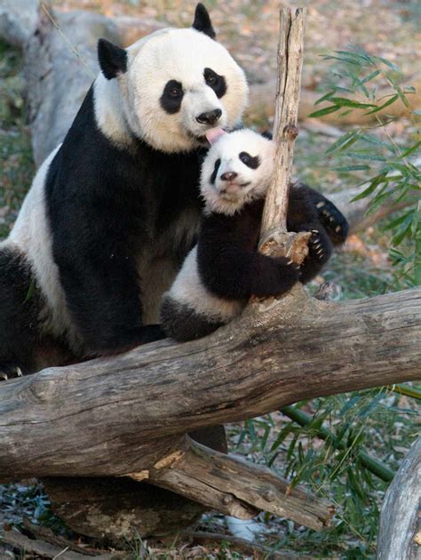 The National Zoo Celebrates 50 Exciting Years Of Caring For Pandas
