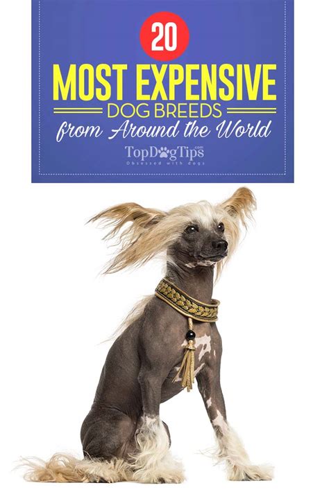 20 Most Expensive Dog Breeds In The World