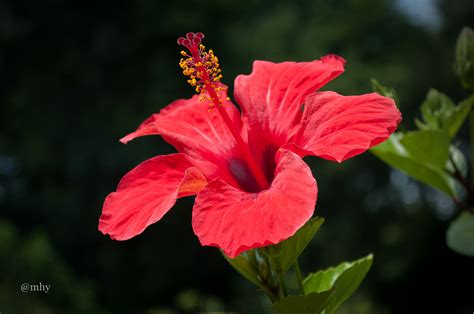 Red Hibiscus Flower Photo Blog