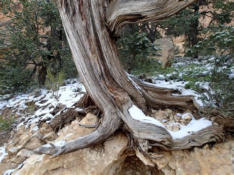 Free Images Driftwood Tree Nature Rock Branch Wood Leaf Trunk