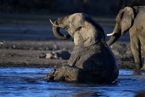 Botswana Probes Mysterious Death Of 12 Elephants
