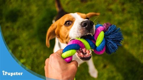 7 Easy And Durable Homemade Dog Toys You Can Make Out Of Ordinary
