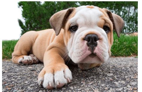Can Bulldogs Give Birth Naturally 5 Ways To Help Dog Give Birth 2024