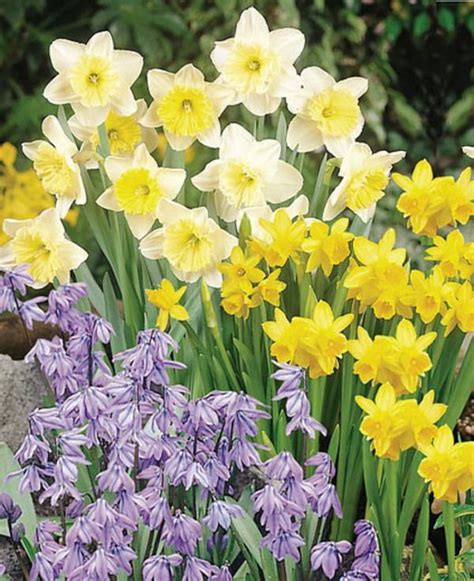 Put one of these colorful annuals in your garden beds to keep hungry bunnies at bay. A Colorful Early Spring Combination | Early spring flowers ...