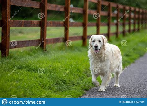 A Purebred White Golden Retriever Dog Walking On A Rural Road Near A