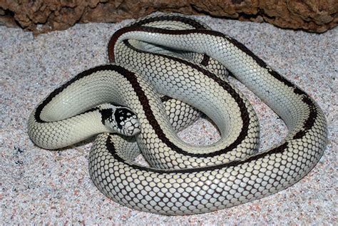 California King Reverse Stripe High White Female Reptiles Pinterest