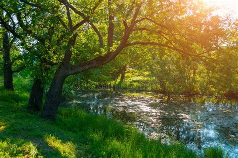 Summer Forest Landscape Forest Deciduous Oak Tree On The Bank Of The