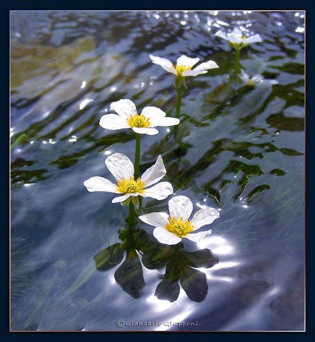 Fior di loto e ninfea, assoluti protagonisti tra le piante acquatiche proprio come i due ammalianti fiori acquatici, anche questo tavolo e questa seduta amano il sole e. fiori sarca. Ranuncoli acquatici (Ranunculus Trichophillus… | Flickr