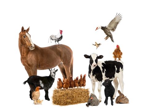 Farm Animal Feed Wenas Feed And Rentals