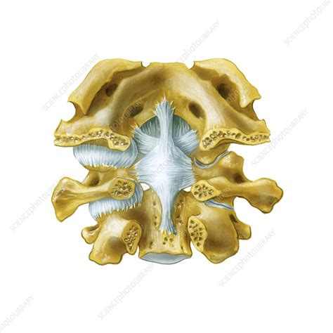 Atlanto Occipital Joint Artwork Stock Image C0166554 Science
