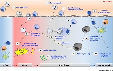mediators of the resolution of the inflammatory response trends in immunology