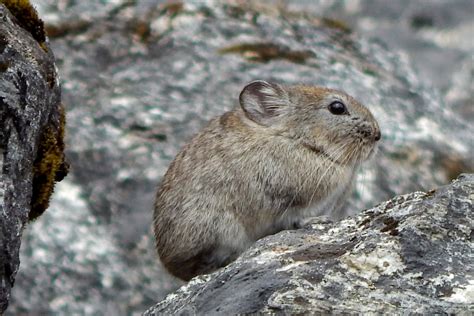 Pika Boo Slide1 Nature Infocus